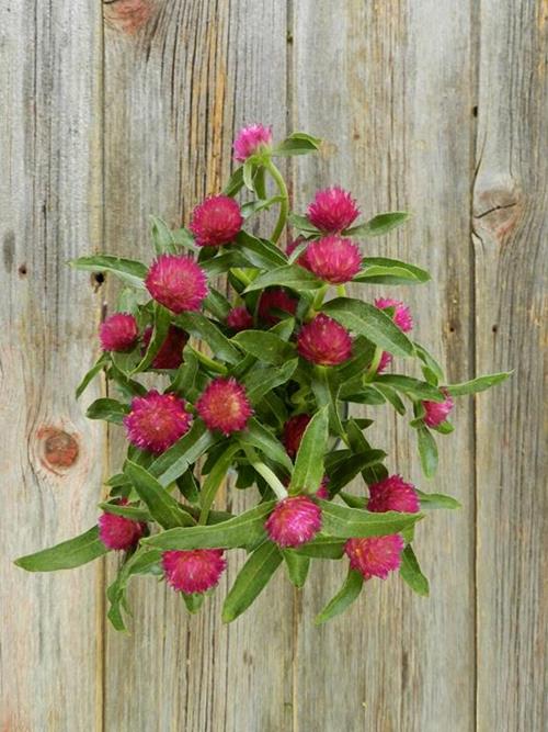 HOT PINK GOMPHRENA